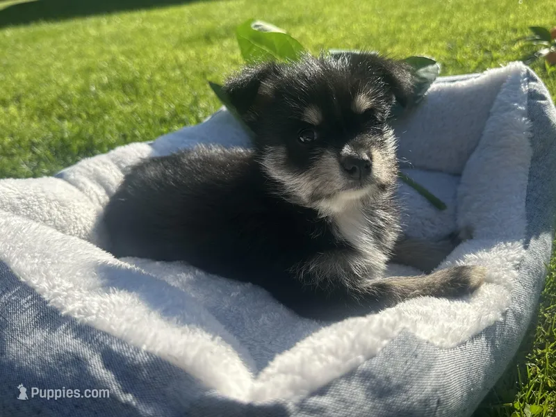 Peanut – Miniature Schnauzer, Pomeranian puppy for sale in Stockton, CA