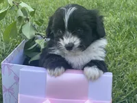 Coco, a female Maltipoo and Pomeranian for sale in Stockton, CA – Photo 2 of 5