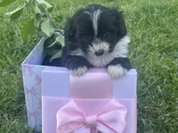 Coco, a female Maltipoo and Pomeranian for sale in Stockton, CA – Photo 1 of 5