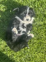 Coco, a female Maltipoo and Pomeranian for sale in Stockton, CA – Photo 4 of 5