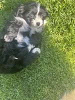 Coco, a female Maltipoo and Pomeranian for sale in Stockton, CA – Photo 3 of 5