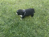 Coco, a female Maltipoo and Pomeranian for sale in Stockton, CA – Photo 5 of 5