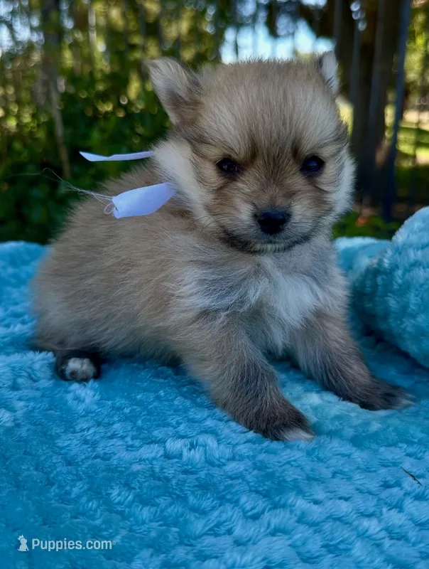 Ted – Pomeranian puppy for sale in Stockton, CA