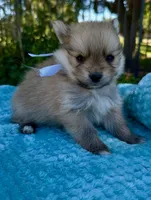 Ted, a male Pomeranian for sale in Stockton, CA – 1 of 3