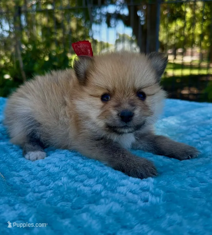Don – Pomeranian puppy for sale in Stockton, CA