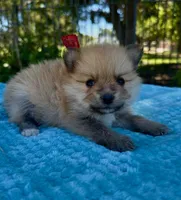 Don, a male Pomeranian for sale in Stockton, CA – 1 of 2