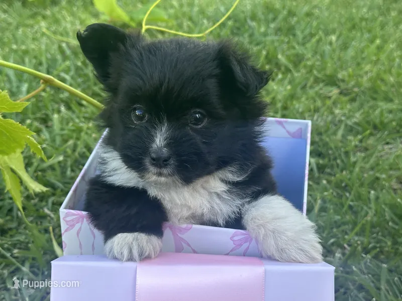 Amy – Maltipoo, Pomeranian puppy for sale in Stockton, CA