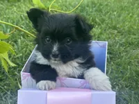 Amy, a female Maltipoo and Pomeranian for sale in Stockton, CA – Photo 1 of 5