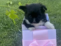 Amy, a female Maltipoo and Pomeranian for sale in Stockton, CA – Photo 2 of 5