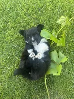 Amy, a female Maltipoo and Pomeranian for sale in Stockton, CA – Photo 4 of 5