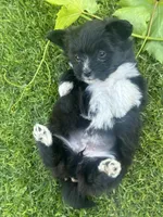 Amy, a female Maltipoo and Pomeranian for sale in Stockton, CA – Photo 3 of 5