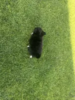 Amy, a female Maltipoo and Pomeranian for sale in Stockton, CA – Photo 5 of 5