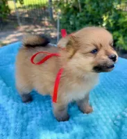 Emma, a female Pomeranian for sale in Stockton, CA – 2 of 3
