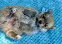 Ted, a male Pomeranian for sale in Stockton, CA – 3 of 3