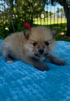 Don, a male Pomeranian for sale in Stockton, CA – 2 of 2