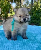 Henry, a male Pomeranian for sale in Stockton, CA – 2 of 3