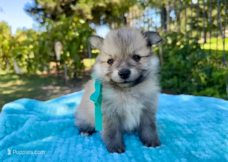 Henry – Pomeranian puppy for sale in Stockton, CA