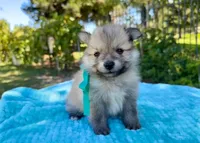 Henry, a male Pomeranian for sale in Stockton, CA – 1 of 3