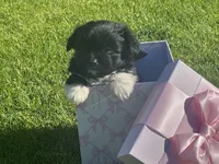 Ally, a female Maltipoo and Pomeranian for sale in Stockton, CA – Photo 4 of 6