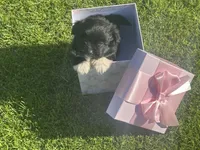 Ally, a female Maltipoo and Pomeranian for sale in Stockton, CA – Photo 3 of 6