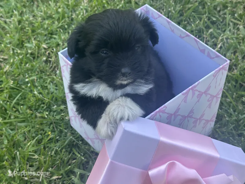 Ally – Maltipoo, Pomeranian puppy for sale in Stockton, CA