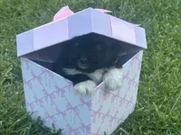 Ally, a female Maltipoo and Pomeranian for sale in Stockton, CA – Photo 2 of 6