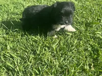 Ally, a female Maltipoo and Pomeranian for sale in Stockton, CA – Photo 5 of 6