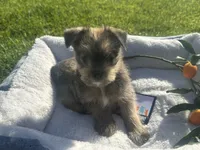 Sam, a male Miniature Schnauzer and Pomeranian for sale in Stockton, CA – Photo 1 of 8