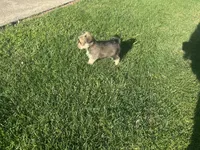 Sam, a male Miniature Schnauzer and Pomeranian for sale in Stockton, CA – Photo 8 of 8