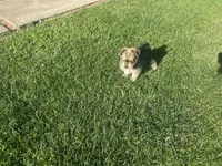 Sam, a male Miniature Schnauzer and Pomeranian for sale in Stockton, CA – Photo 7 of 8