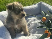 Sam, a male Miniature Schnauzer and Pomeranian for sale in Stockton, CA – Photo 5 of 8