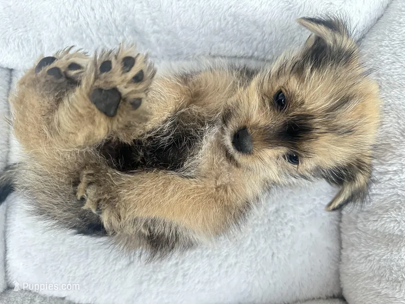 Sam – Miniature Schnauzer, Pomeranian puppy for sale in Stockton, CA