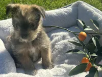 Sam, a male Miniature Schnauzer and Pomeranian for sale in Stockton, CA – Photo 4 of 8