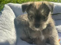 Sam, a male Miniature Schnauzer and Pomeranian for sale in Stockton, CA – Photo 3 of 8