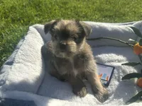 Sam, a male Miniature Schnauzer and Pomeranian for sale in Stockton, CA – Photo 2 of 8