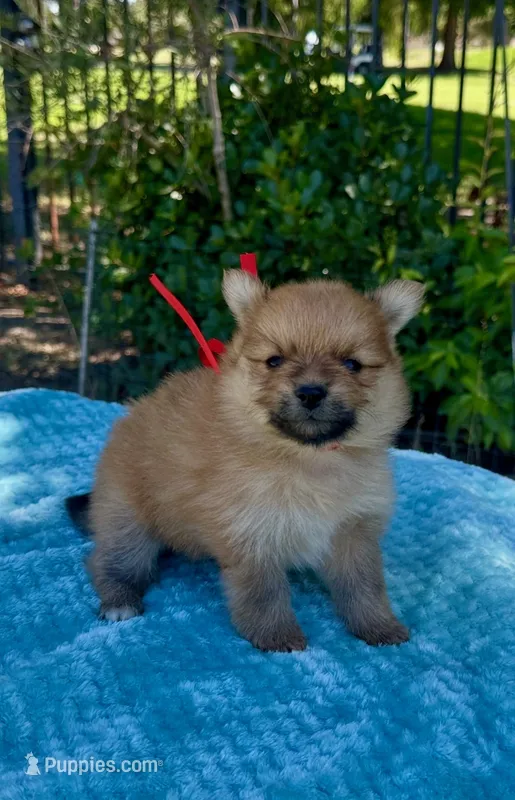 Emma – Pomeranian puppy for sale in Stockton, CA