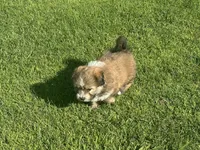 Dan, a male Maltipoo and Pomeranian for sale in Stockton, CA – Photo 4 of 5