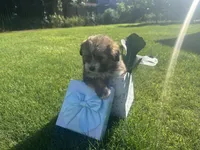 Dan, a male Maltipoo and Pomeranian for sale in Stockton, CA – Photo 5 of 5