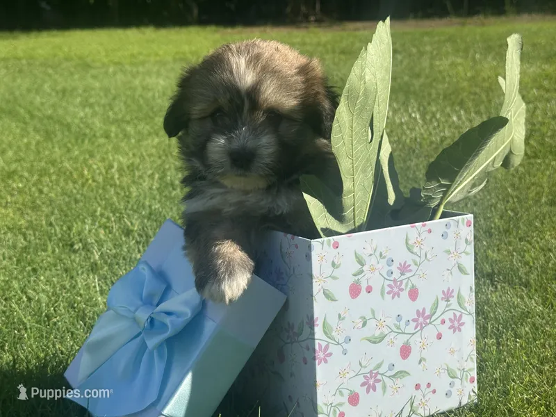 Dan – Maltipoo, Pomeranian puppy for sale in Stockton, CA