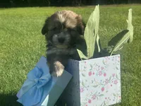 Dan, a male Maltipoo and Pomeranian for sale in Stockton, CA – Photo 1 of 5