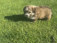 Dan, a male Maltipoo and Pomeranian for sale in Stockton, CA – Photo 2 of 5