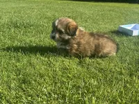 Dan, a male Maltipoo and Pomeranian for sale in Stockton, CA – Photo 3 of 5