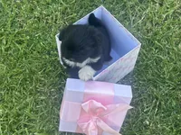 Sofia, a female Maltipoo and Pomeranian for sale in Stockton, CA – Photo 3 of 6