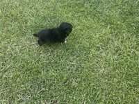 Sofia, a female Maltipoo and Pomeranian for sale in Stockton, CA – Photo 6 of 6