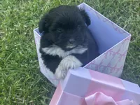 Sofia, a female Maltipoo and Pomeranian for sale in Stockton, CA – Photo 1 of 6