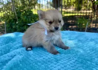 Ted, a male Pomeranian for sale in Stockton, CA – 2 of 3