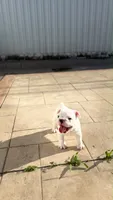 Bulldog Francés , a male French Bulldog for sale in Coral Gables, FL – 8 of 8