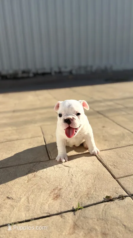 Bulldog Francés  – French Bulldog puppy for sale in Coral Gables, FL