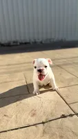 Bulldog Francés , a male French Bulldog for sale in Coral Gables, FL – 1 of 8