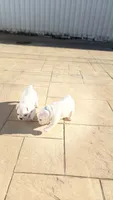 Bulldog Francés , a male French Bulldog for sale in Coral Gables, FL – 4 of 8